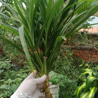 Cây lá nếp (lá dứa)
