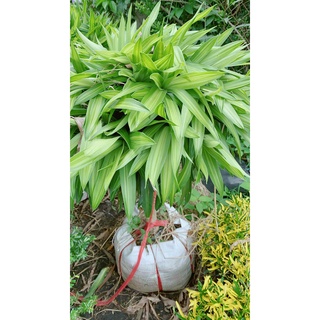 Trúc Bách Hợp Cao 1m1