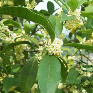 Cây giống hoa mộc hương