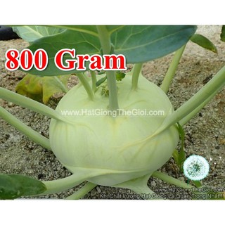 50h Hạt Giống Su Hào Xanh F1 800Gr TG60 (A1.204| B30*X56*M248)