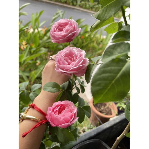 Hoa Hồng ngoại souer thơm bền