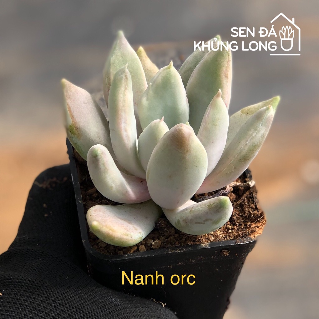 sen đá Nanh Orc - echeveria Machete