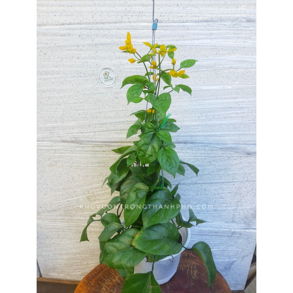 Cây lan hoàng dương giống thái