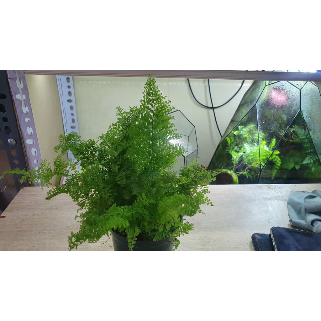Dương xỉ nhật cây nhỏ phù hợp trang trí tiểu cảnh, terrarium
