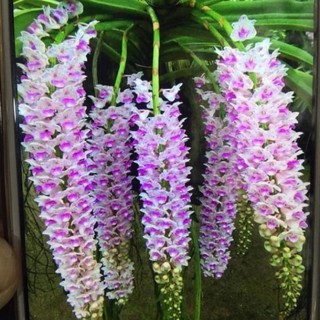 COMBO 5 CÂY lan giáng hương đuôi chồn tím