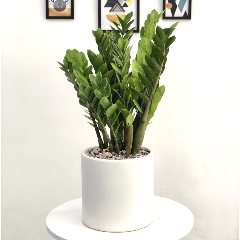 Cây Kim Tiền nội thất lớn loại cây phong thủy được ưa chuộng dễ chăm sóc