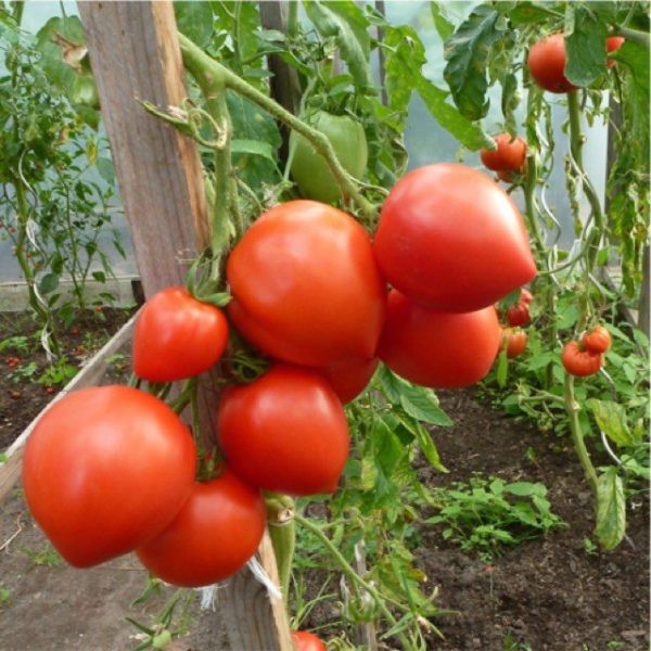 HẠT GIỐNG CÀ CHUA TRÁI TIM ĐỎ - GÓI 0,2 GRAM