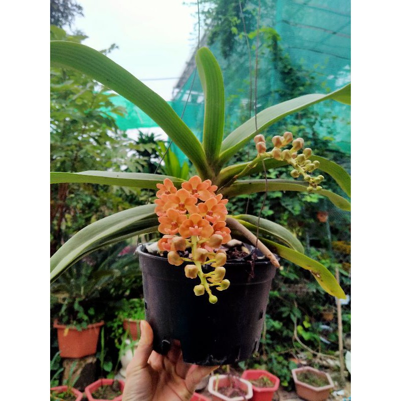 Phân bón cho lan, cây cảnh vua phong lan