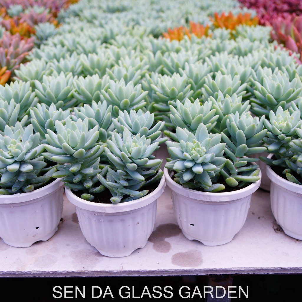 Sen đá Chuỗi ngọc lam chậu treo 8cm GLASS GARDEN giống hình, Sen đá đà lạt, Thuần khí hậu, Lỗi 1  đổi 1