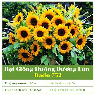 Hạt Giống Hoa Hướng Dương Lùn Gói 10 Hạt Nảy Mầm Cực Chuẩn, Dễ Trồng Và Chăm Sóc