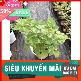 Mâm xôi đỏ chậu lớn trồng nhanh trái, cây khoẻ