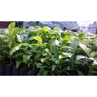 Cây Cà Phê giống Arabica.(GIỐNG CHUẨN)