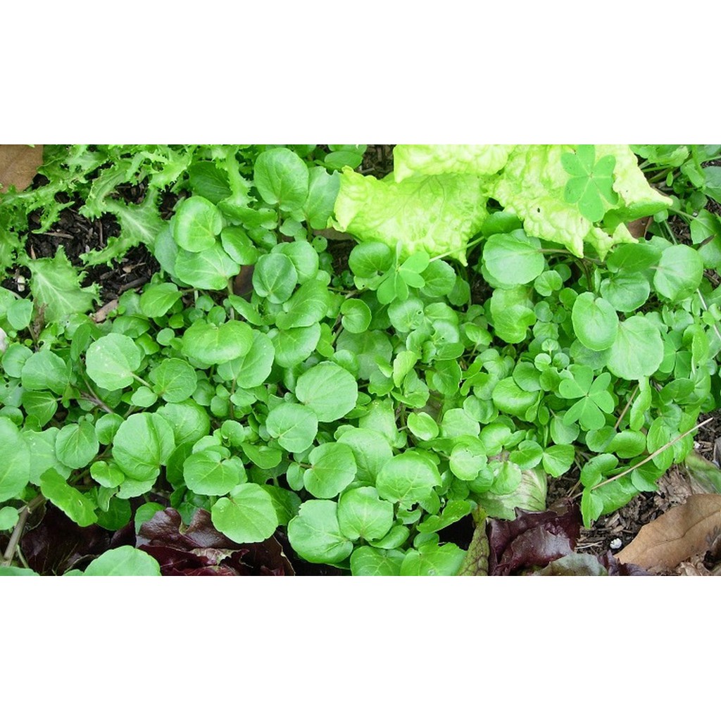 Hạt giống Xà lách xoong