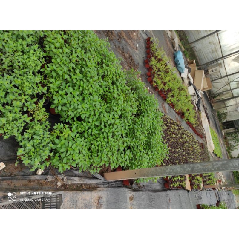 Cây bạc hà pepermint