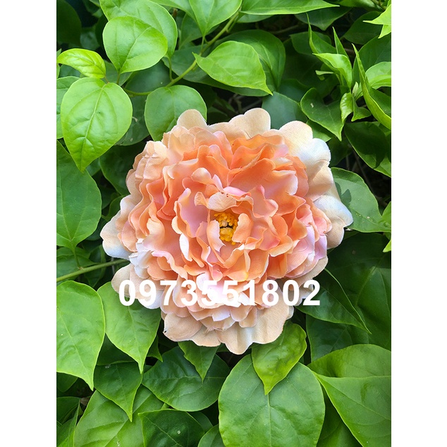 Đầu bông mẫu đơn trang trí size lớn