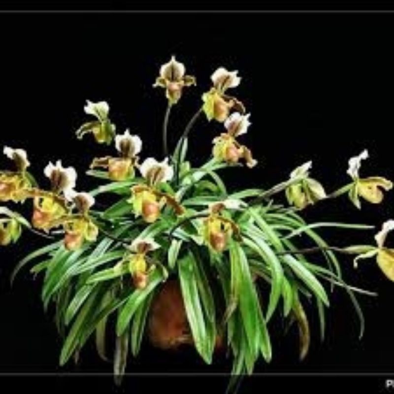 Lan hài cooci 1 cây