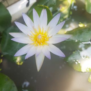 Hoa súng thái(cây trưởng thành)