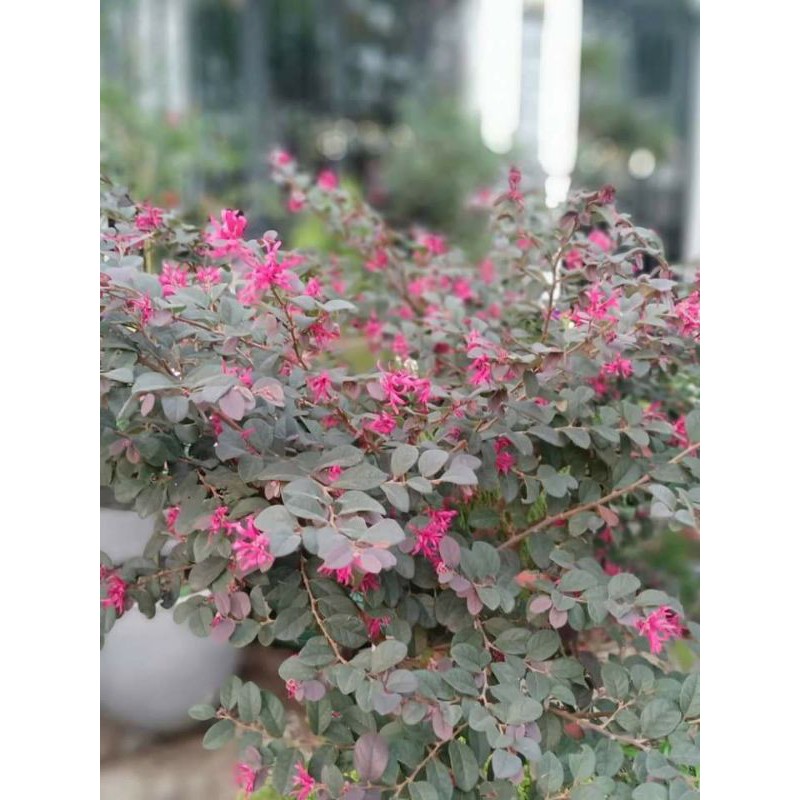 Cây 🌲 Hồng Phụng đang hoa