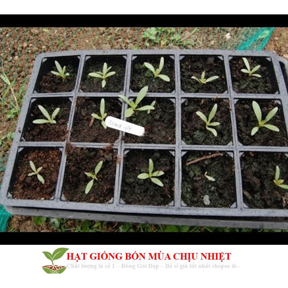 Hạt giống cúc bách nhật mini mix màu ĐẾN MÙA TRỒNG TẾT