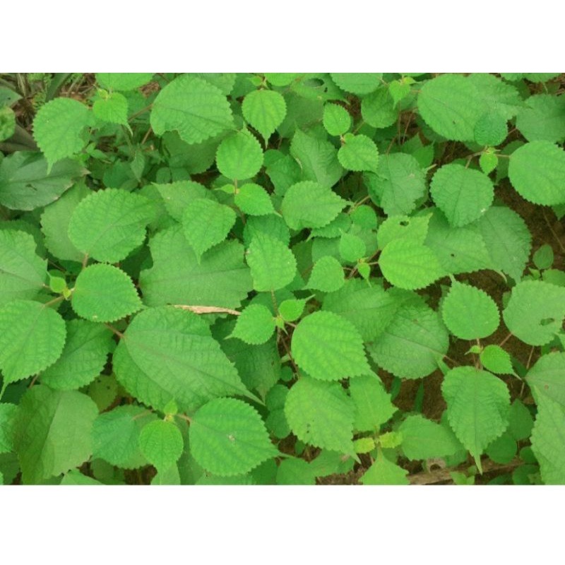 Củ Gai Tươi Dưỡng Thai, An Thai