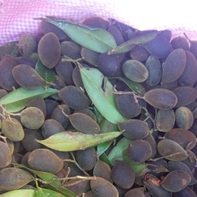 Sau rừng chuyen sỉ