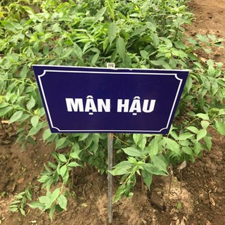 CÂY GIỐNG MẬN HẬU