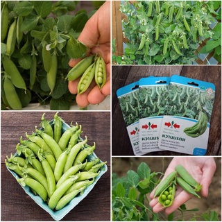 HẠT GIỐNG ĐẬU HÀ LAN NGỌT ALASKIA F1