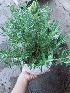 Chậu hương thảo