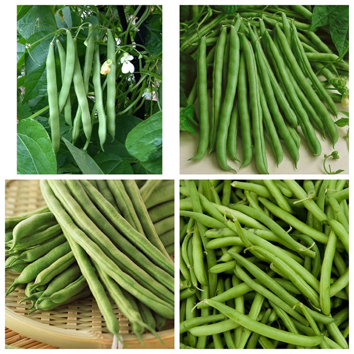 [Seeds] Hạt giống Đậu Cove bụi lùn RD11, đóng gói