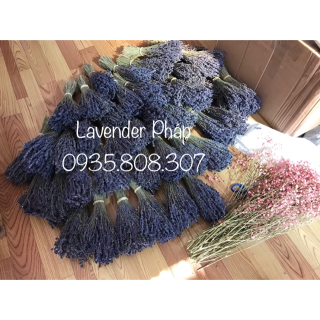 Hoa Lavender Pháp