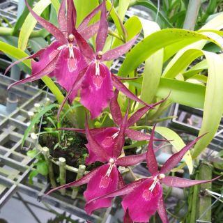 Vũ nữ nhện đỏ cây trưởng thành có thể cho hoa.