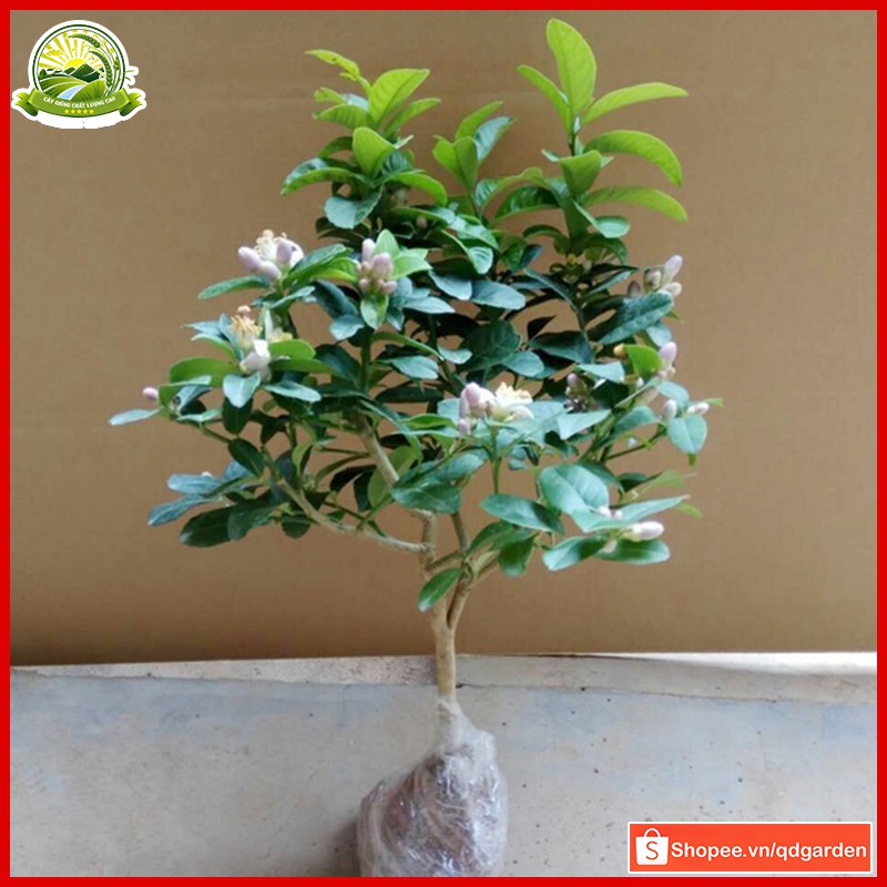 Cây chanh vàng Mỹ (cây giống) khỏe mạnh dễ sinh trưởng ở nhiều vùng khí hậu Việt Nam, hiệu quả kinh tế cao - QD57