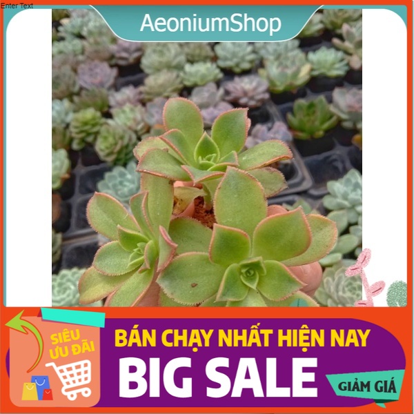 [ Ở ĐÂY CÓ 1 CHIẾC SEN ĐẸP ] SEN ĐÁ 3 MÀU  - Aeonium Decorum f. Variegata