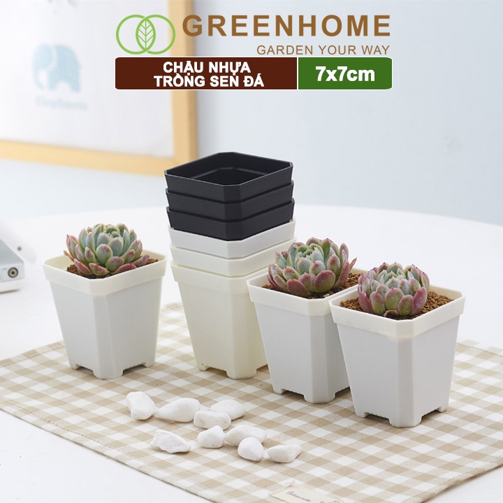 Bộ 10 Chậu nhựa trồng sen đá, 7x7cm, bền, đẹp, màu sắc hiện đại, màu ngẫu nhiên, không dĩa |Greenhome