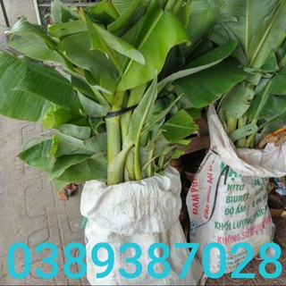 cây chuối sứ giống cao khoảng 60cm