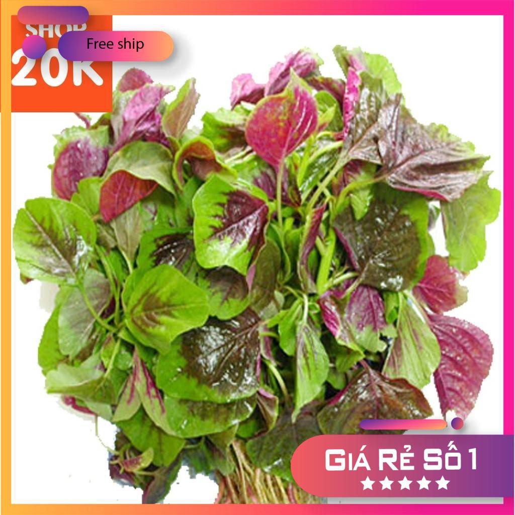 Hạt giống Rau Dền tía