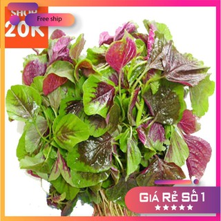 Hạt giống Rau Dền tía