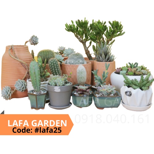 Cây sen đá Đà Lạt , Combo 12 cây sen đá đá ngẫu nhiên vườn LAFA GARDEN