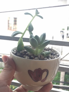 Chậu gốm sứ Nhật mini
