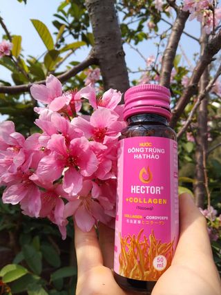 [Chính hãng] Nước Đông Trùng Hạ Thảo Hector Collagen (Hộp 10 chai x 50ml)