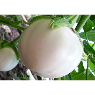 Hạt giống CÀ BÁT TRẮNG