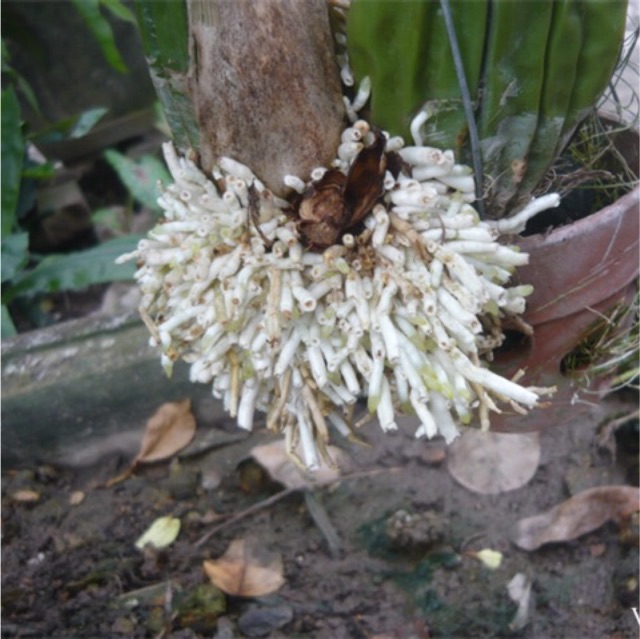 Phân bón kích thích ra rễ cực mạnh RootsA9 loại đặc biệt 25ml, dùng cho 50 lít.