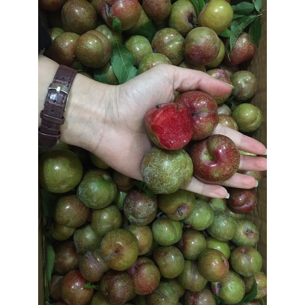 Mận hậu và Mận cơm Sơn La