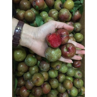Mận hậu và Mận cơm Sơn La