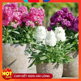 Hạt giống hoa Hoàng Anh nhiều màu(40-50hạt)