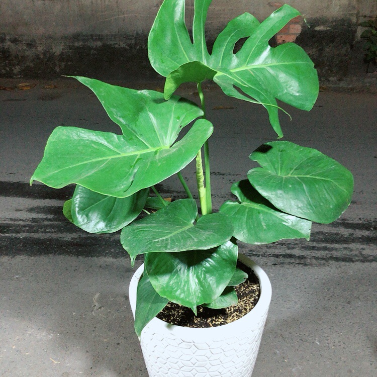 Chậu Cây Trầu Bà Lá Rách