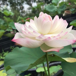 Củ sen super giống