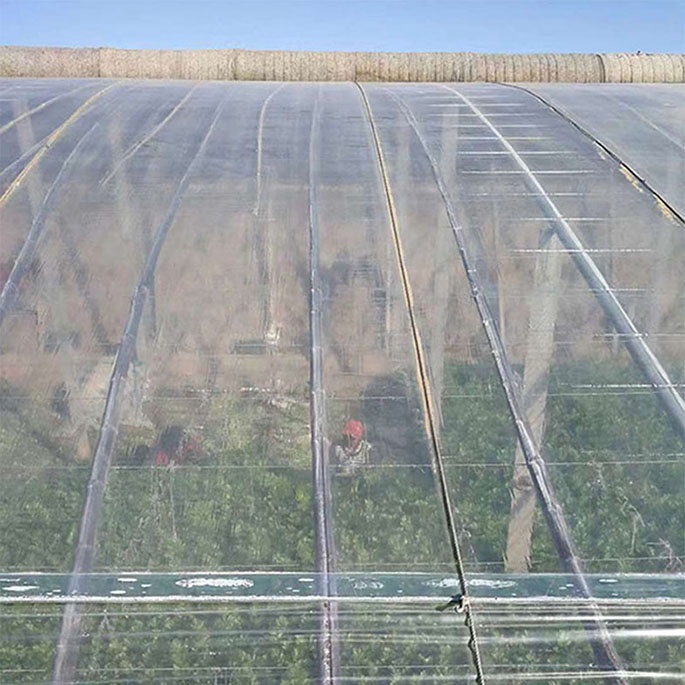 Màng PE Israel, màng lợp nhà kính, màng lợp nhà sấy, khổ rộng 6.2m