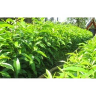 Com bo 3 Cây muồng hoàng yến (cây osaka)