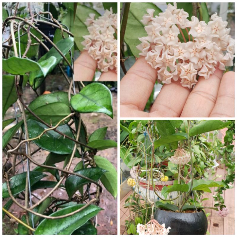 Chậu Cẩm Cù lớn Daisyantha đang hoa hoặc còi hoa